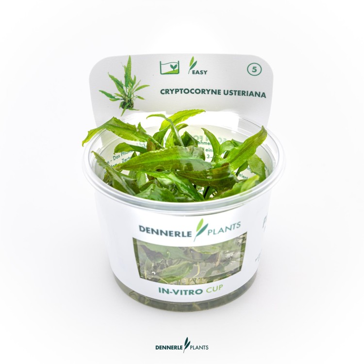 Planta acvariu Dennerle Cryptocoryne usteriana In-Vitro - imagine 5